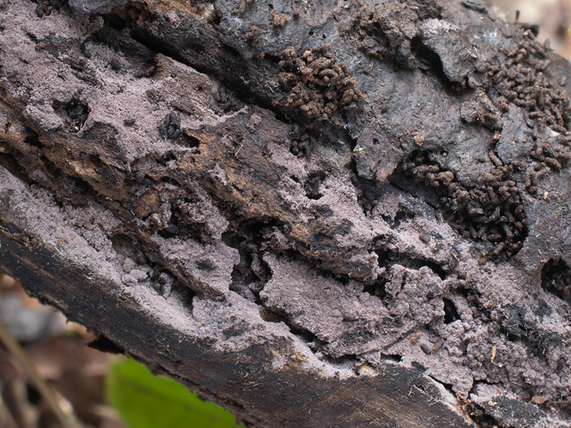 Tomentella griseoumbrina 